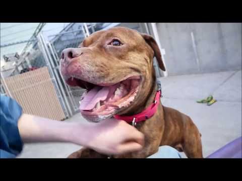 Brice 61936 Big Lug Nycacc Youtube Foster Animals Dog