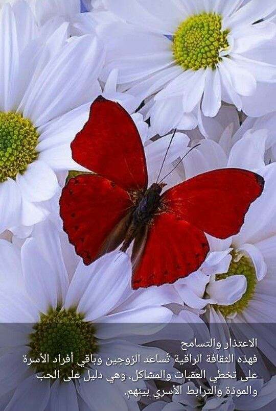 صباح الورد والدعوة التي لاترد Good Morning Messages Good Morning Arabic Morning Quotes Images