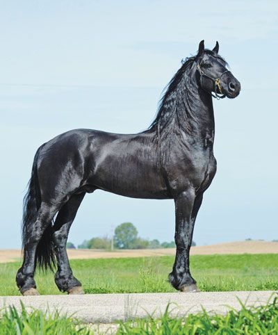 The Friesian Horse
