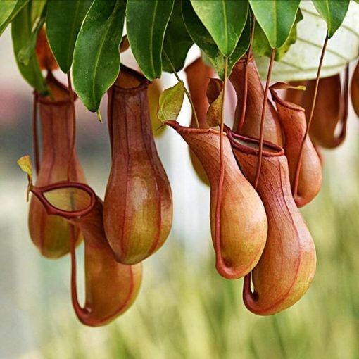 100 Seed Rare Nepenthes Flytrap Balcony Potted Bonsai Plant Plant Carnivorous TB 100 Seed Rare Nepenthes Flytrap Balcony Potted Bonsai Plant Plant Carnivorous TB