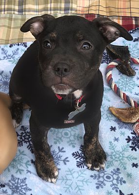 Detroit Mi Terrier Unknown Type Medium Meet Billy A Dog For