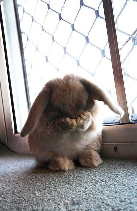 petit lapin qui se cache photo lapin qui se cache