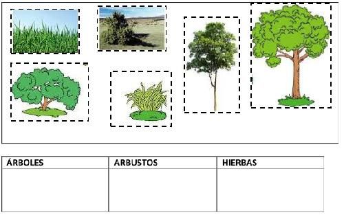 actividades arboles arbustos hierbas - Buscar con Google ...