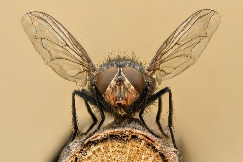 How To Get Rid Of Flies In The House Insects