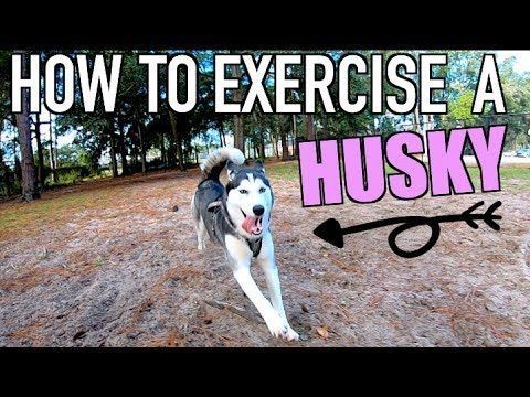 More About Intelligent Siberian Husky Exercise Needs