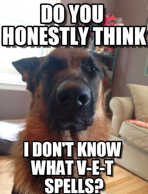 Visit For The Best Funny Dog Joke Pics Inspirational Dog Stories