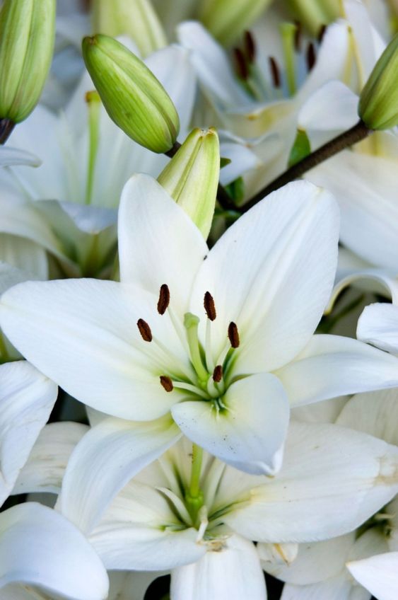 Caring for Potted Easter Lilies