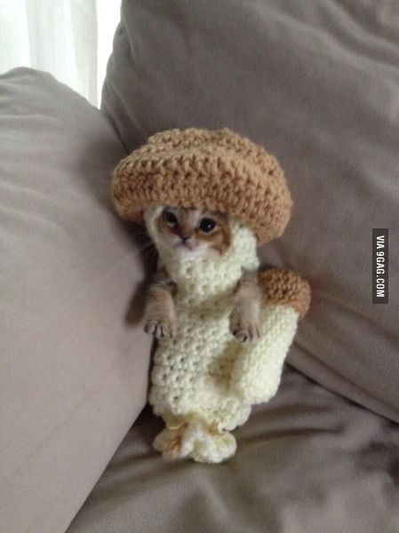 At least this kitty won\'t take up... mushroom.