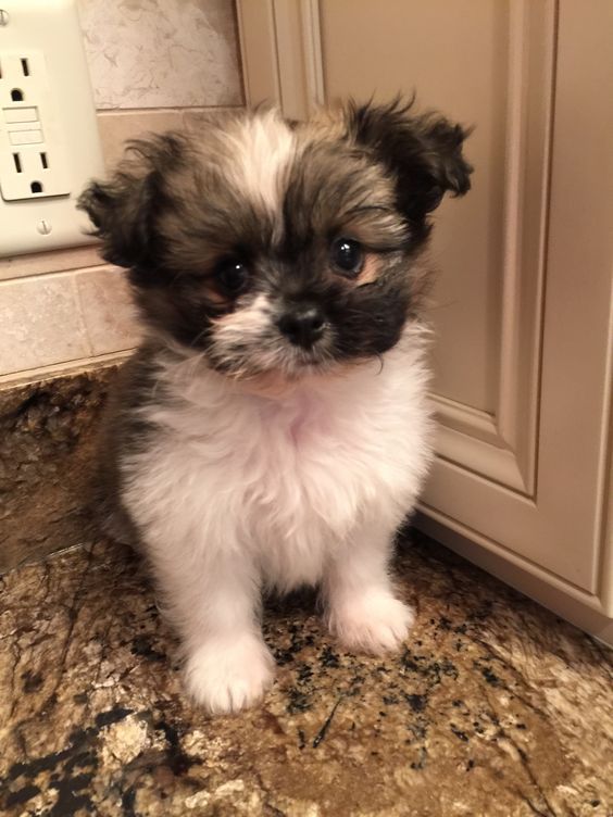 Shih tzu and pomeranian hotsell mix puppies for sale
