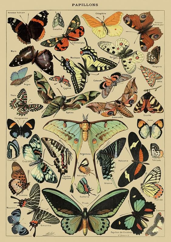 Papillons Print: Vintage Millot Butterfly Poster Art | Etsy