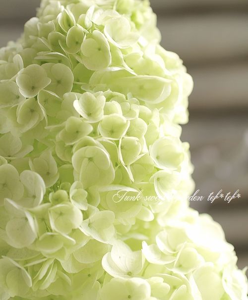 柏葉紫陽花 コンパクト品種 ハーモニー 特大鉢 Junk Sweet Garden Tef Tef 白 花 ドライフラワー 紫陽花 柏葉紫陽花 コンパクト品種 ハーモニー 特大鉢 Junk Sweet Garden Tef Tef 白 花 ドライフラワー 紫陽花