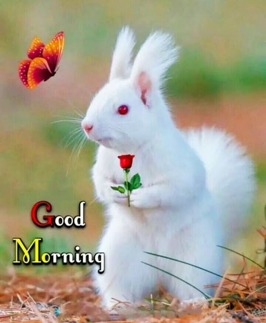 good-morning