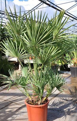 Winterharte Pflanzen Die Besten Arten Fur Den Garten Winterharte Pflanzen Winterharte Palmen Und Pflanzen