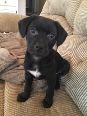 Adopt Sulu On Labrador Retriever Mix Dogs Pets