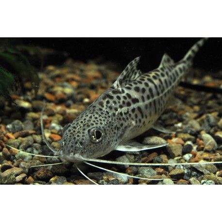 Pimelodus Pictus Angelicus Poisson Chat Mouchete M 6 8 Cm Poisson Chat Poisson Chat Pimelodus Pictus Angelicus Poisson Chat Mouchete M 6 8 Cm Poisson Chat Poisson Chat