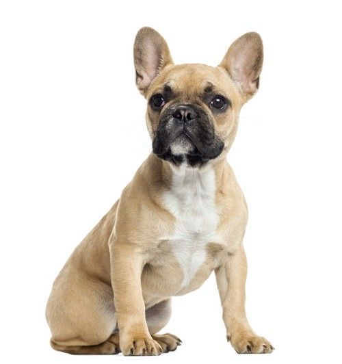 French Bulldog Breed Information Photos History And Care Advice