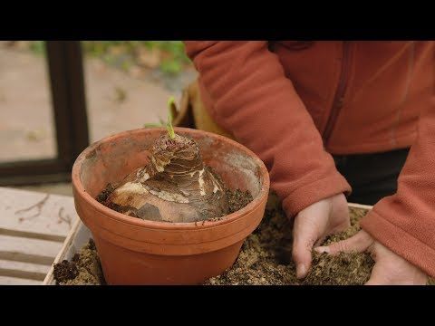 Youtube Querbeet Amaryllis Hippen