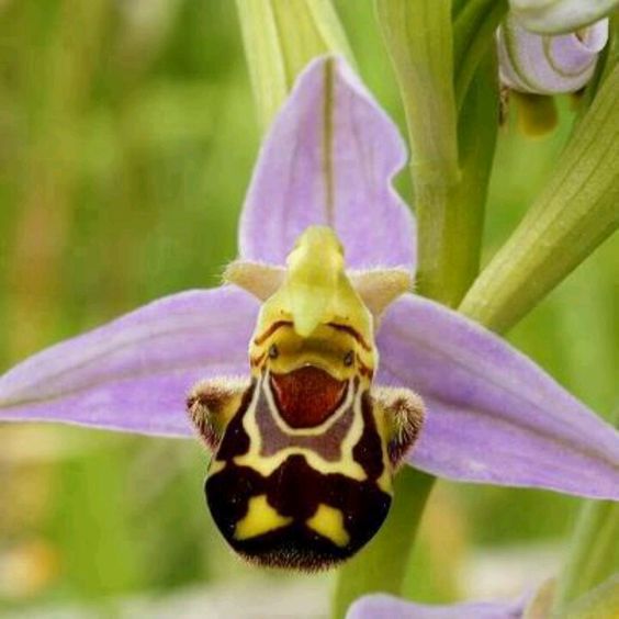 Laughing orchid
