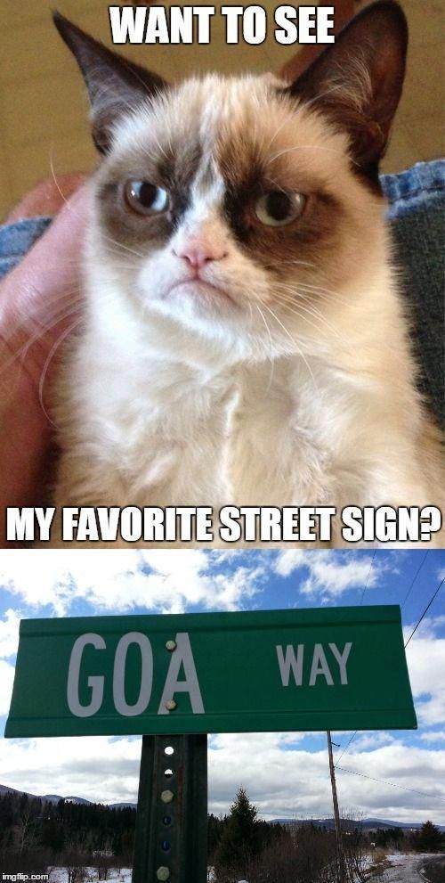 35 Funny Grumpy Cat Memes Funniestmemes Funny Animal Jokes Funny Grumpy Cat Memes Grumpy Cat Humor