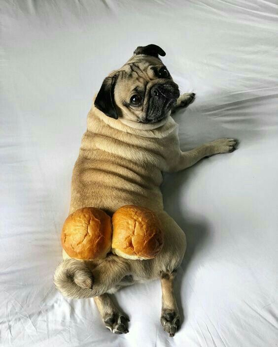 Are You Looking At My Buns Dog Sitting Cat Memes Pugs