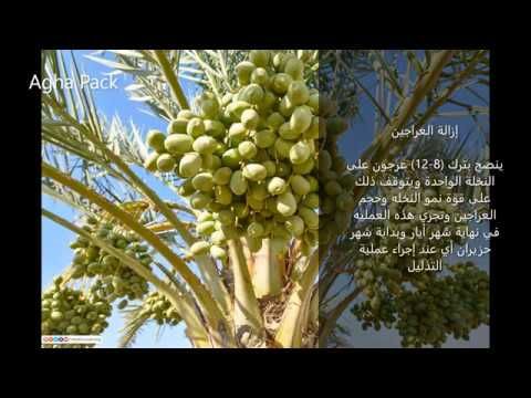 خف ثمار التمور Grapes Fruit