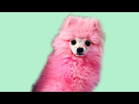 Pink Dog Bath Youtube I Love Dogs Dog Lovers Dogs