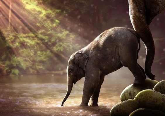 photo-download-elephant