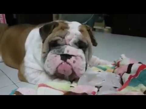 How To Keep A Bulldog Cool Like Ham In Thailand British
