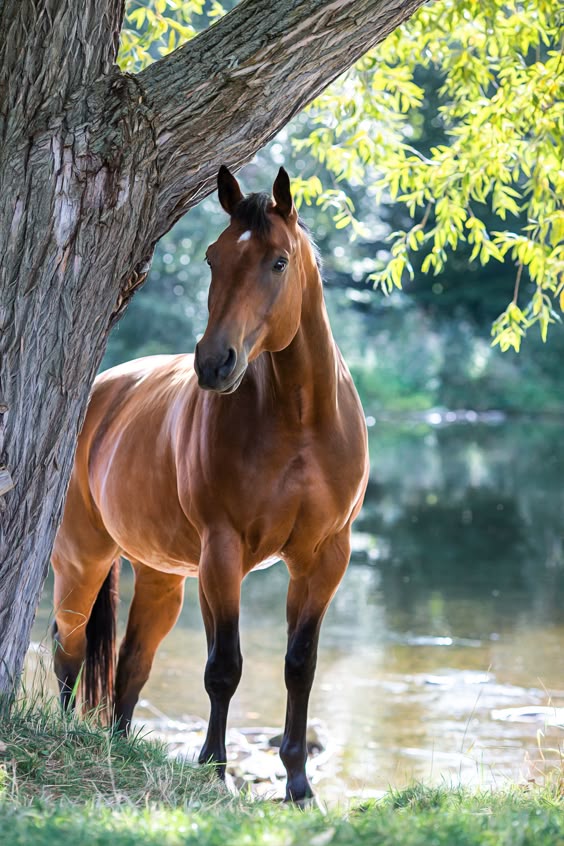 Portrait Pferd