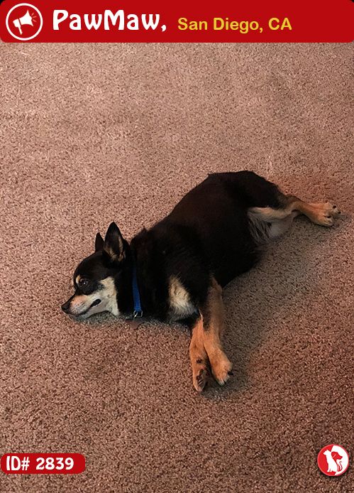 Species Dog Color Black And Brown Gender Male Breed Chihuahua