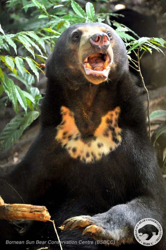 Malaya Gunes Ayisi Ours Brun Grizzli Animaux