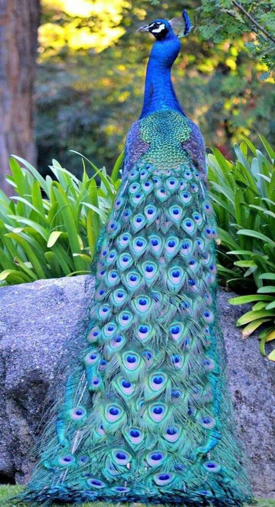Peacock cross stitch pattern cross stitch pattern counted | Etsy