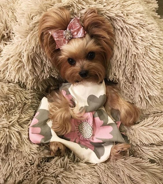 This is a 100% Organic Cotton dress for dogs. The cotton is GOTS (Global Organic Textile Standard) Certified. - This item comes in 4 sizes: XS, S, M, L. Please be sure to measure your dog for accurate fit. XS- Neck 8, Back 11, Chest 14 S- Neck 10, Back 12, Chest 16 M- Neck 12, Back 14,