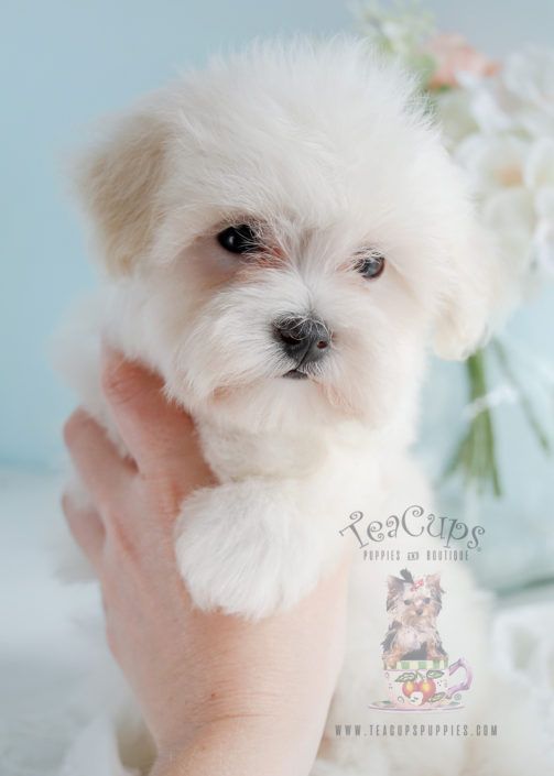 Maltipoo Puppy For Sale 271 Teacup Puppies Pomeranianpoodle