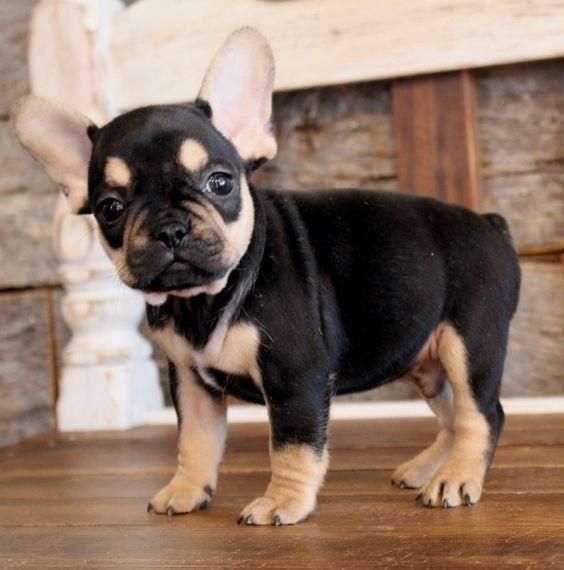 Tux French Bulldog Puppy 574866 Puppyspot French Bulldog
