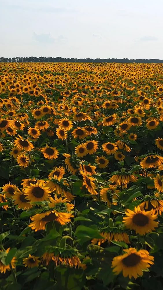 Washington DC Gardens: Sunflowers, Cherry Blossoms & More | Washington DC Photography & Travel Guide