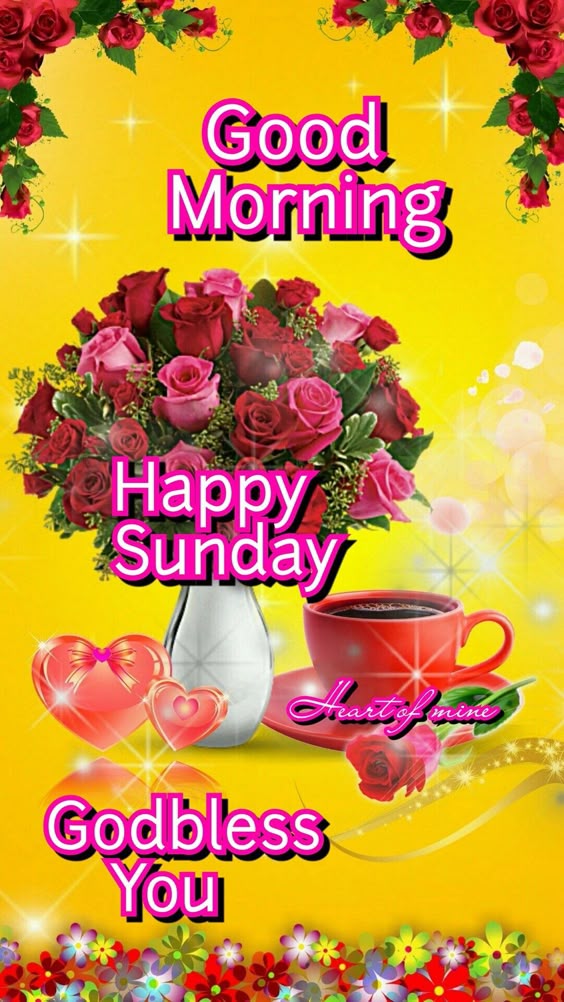 Beautiful Rose Good Morning Happy Sunday