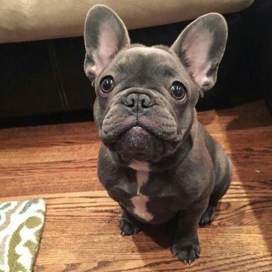 Sweet Lil Frenchie Bulldogpuppies French Bulldog