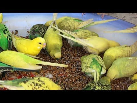 طيور البادجي Youtube