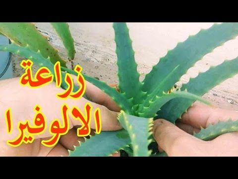 تثبيت بلا أحد على الزراعة