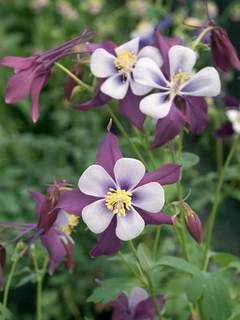 Pin On Gardening