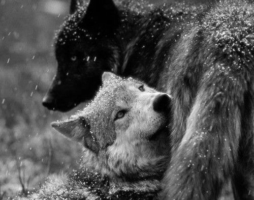 black and white wolf
