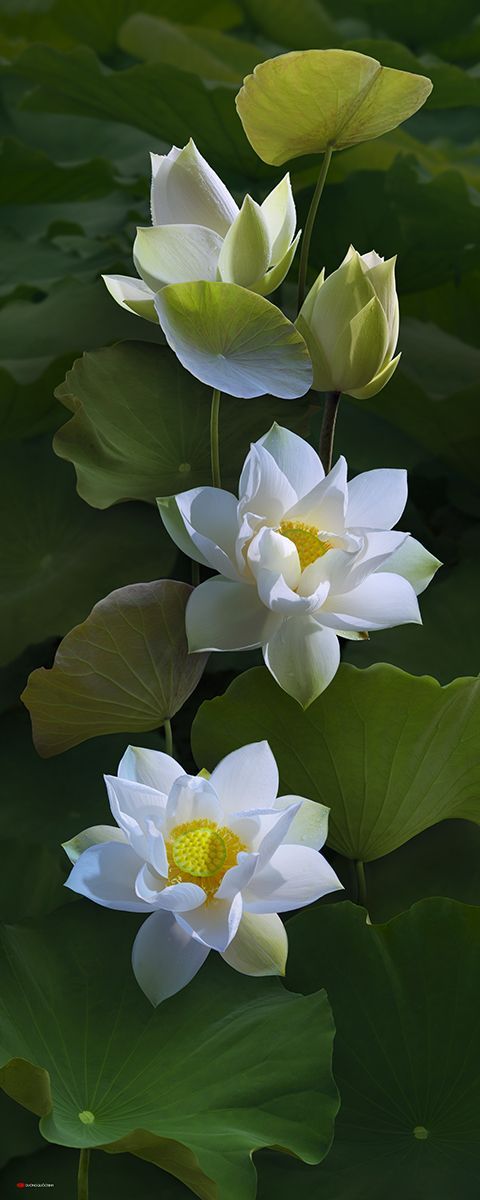 The Fatal Gift of Beauty: Photo