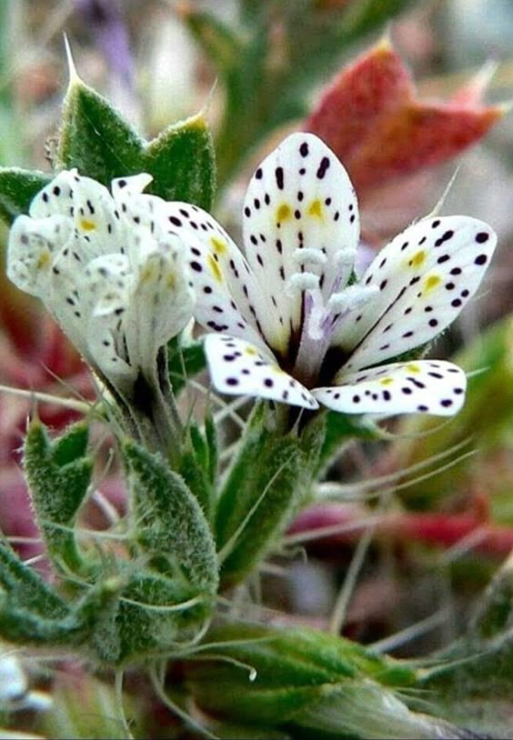 White rare flowers
