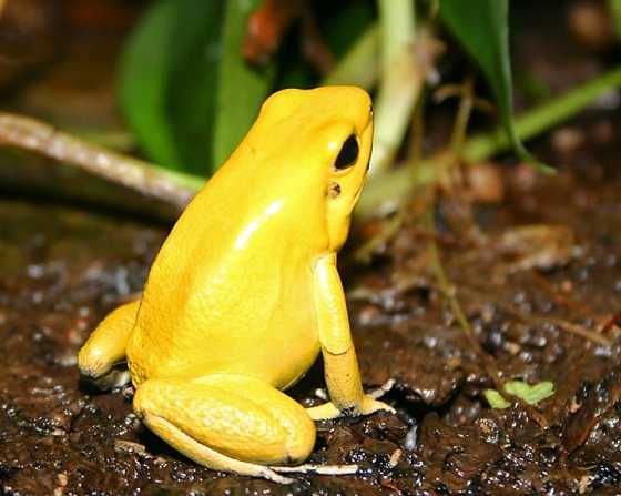 Golden Poison Dart Frog Poison Dart Frogs Poison Frog
