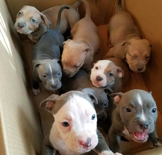 I Want The One In The Middle With Half White Half Brown Face