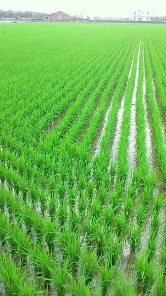 good-morning-kerala-nature-photos