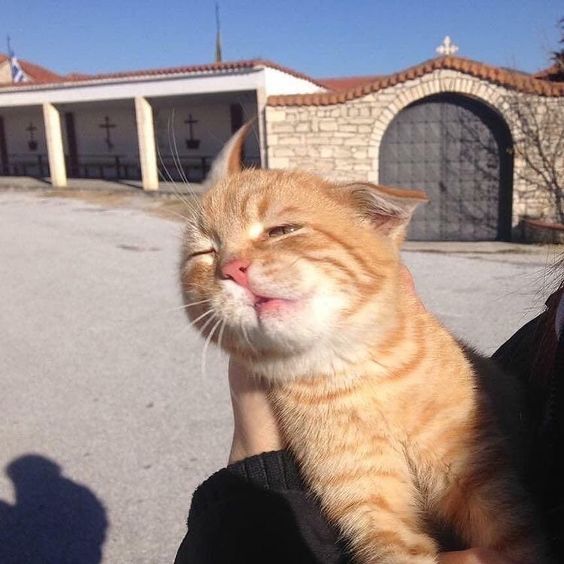 Kittens Are Born With Their Eyes Shut They Open Them In About Six Days Take A Look Around Then Close Them Again Fo Cute Animals Kittens Cutest Baby Animals