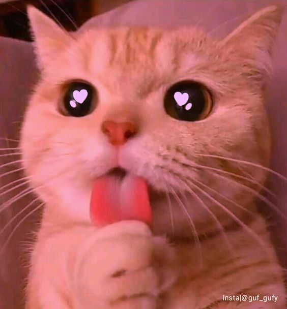 cat-dp