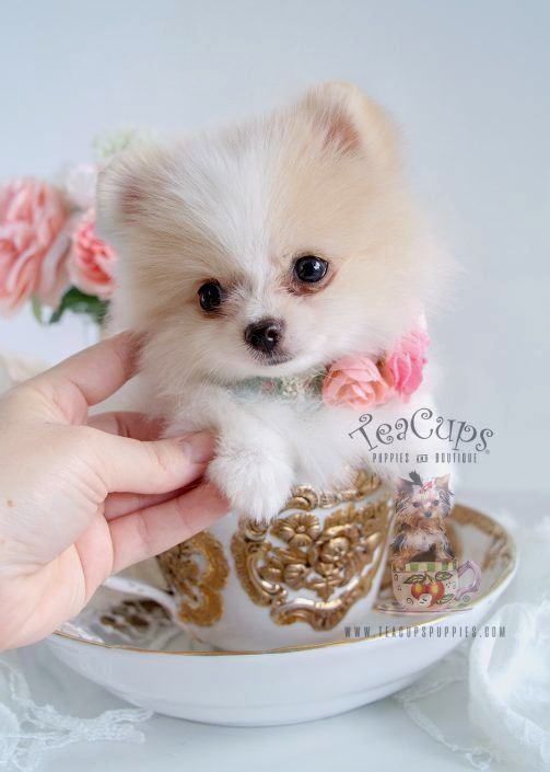 teacup pomeranian puppies for sale